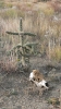 PICTURES/Colfax Ghost Town - NM/t_Cactus & Skull4.JPG